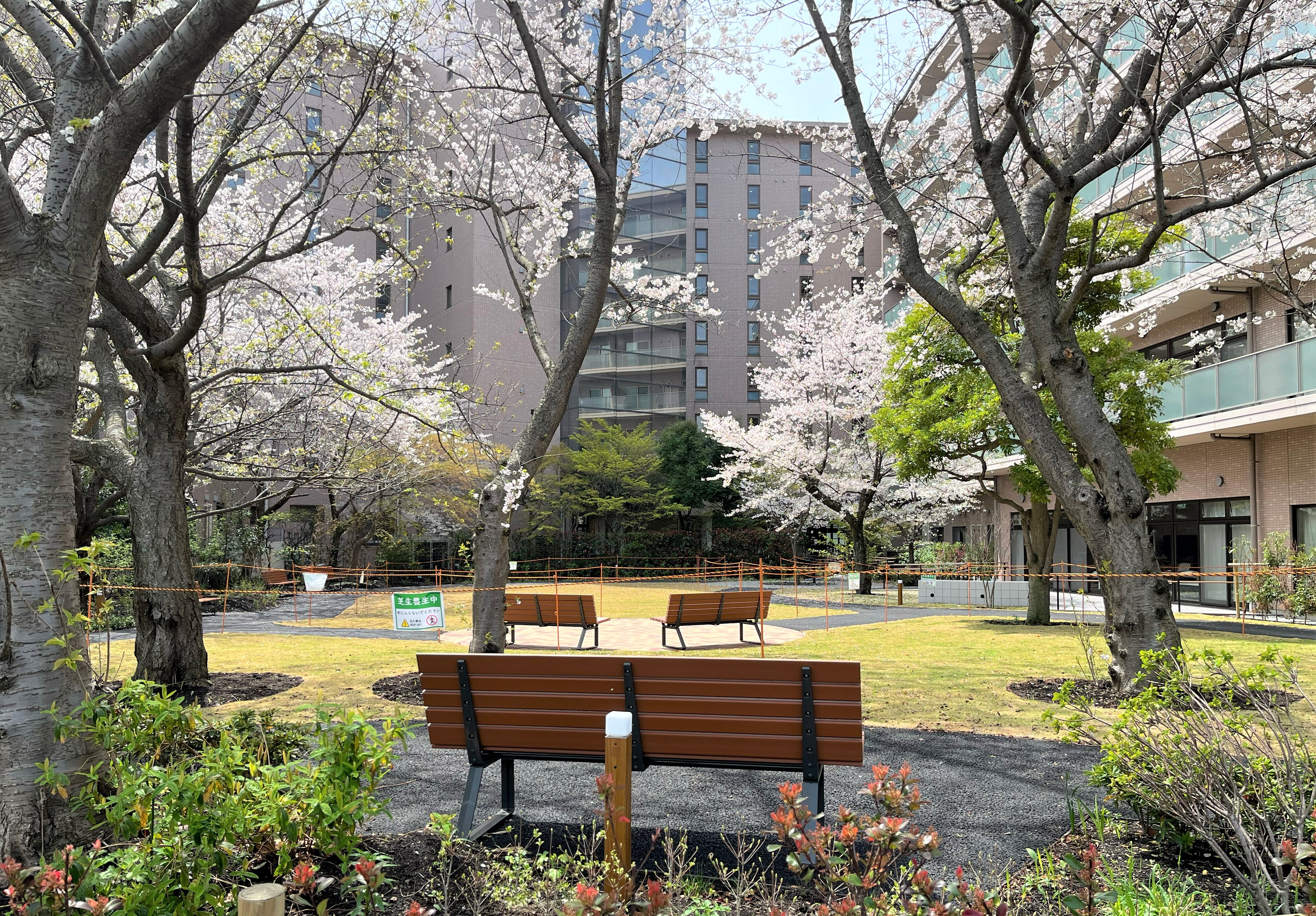 中庭の桜2024