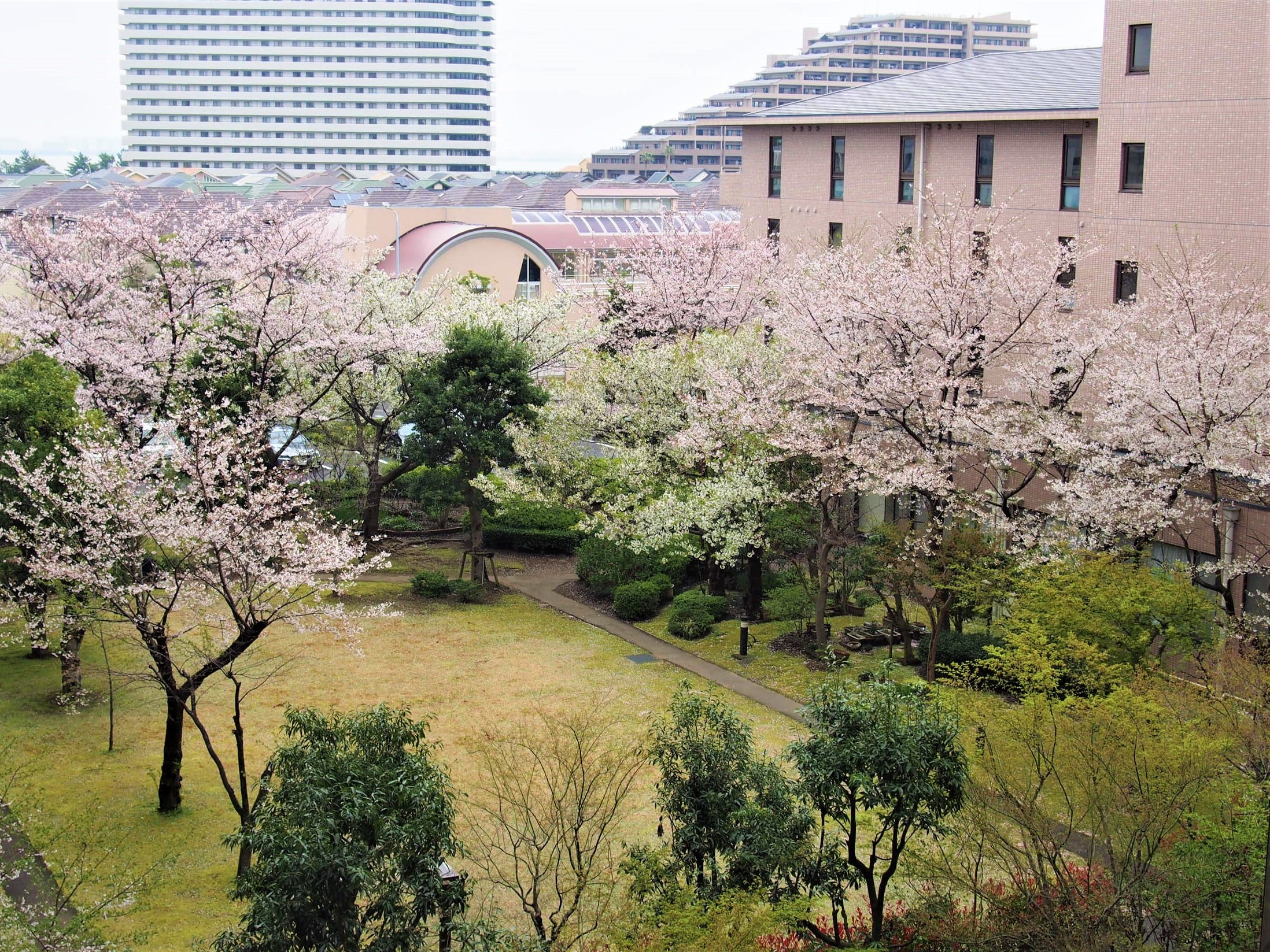 【エデンレポート楽縁　4月号（第71号）】中庭の桜