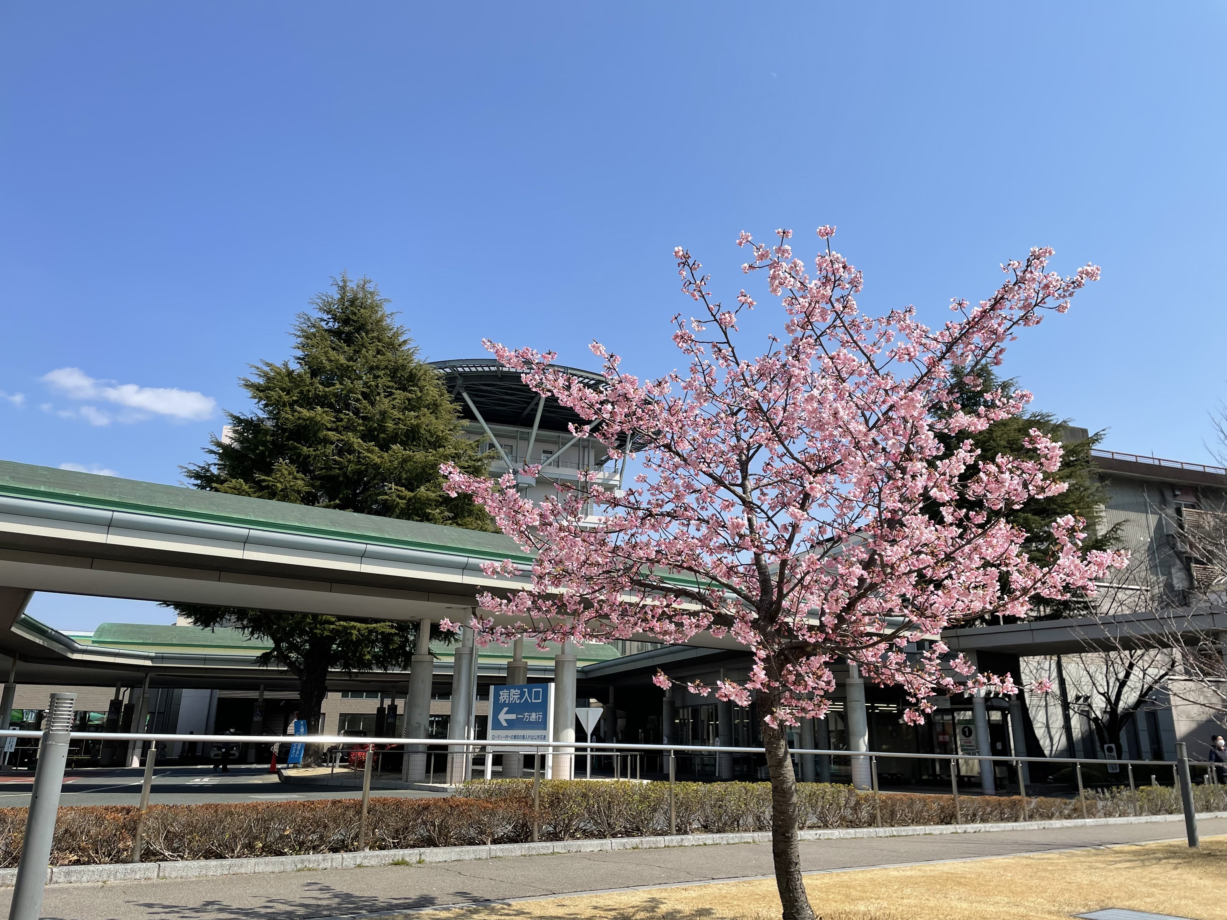 聖隷三方原病院前の桜
