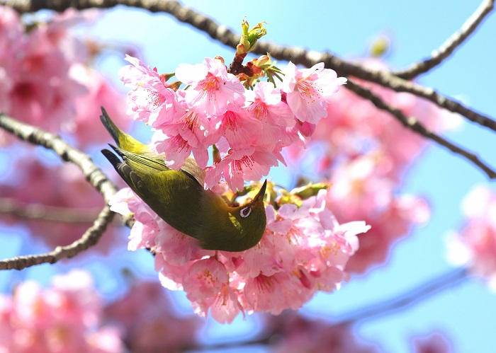 陽光桜とメジロ
