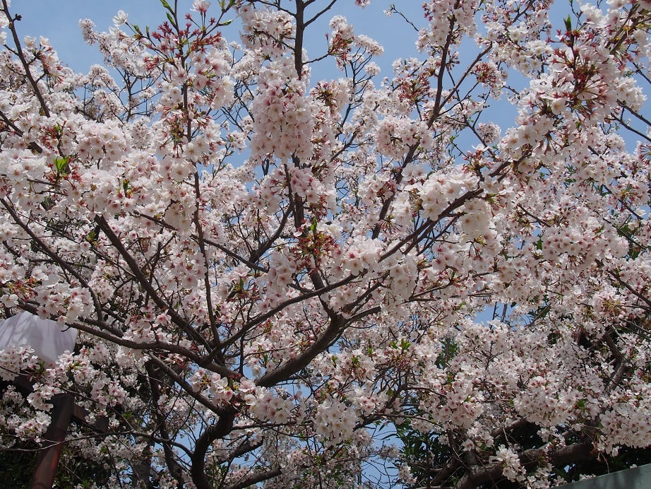 ケアセンターお花見