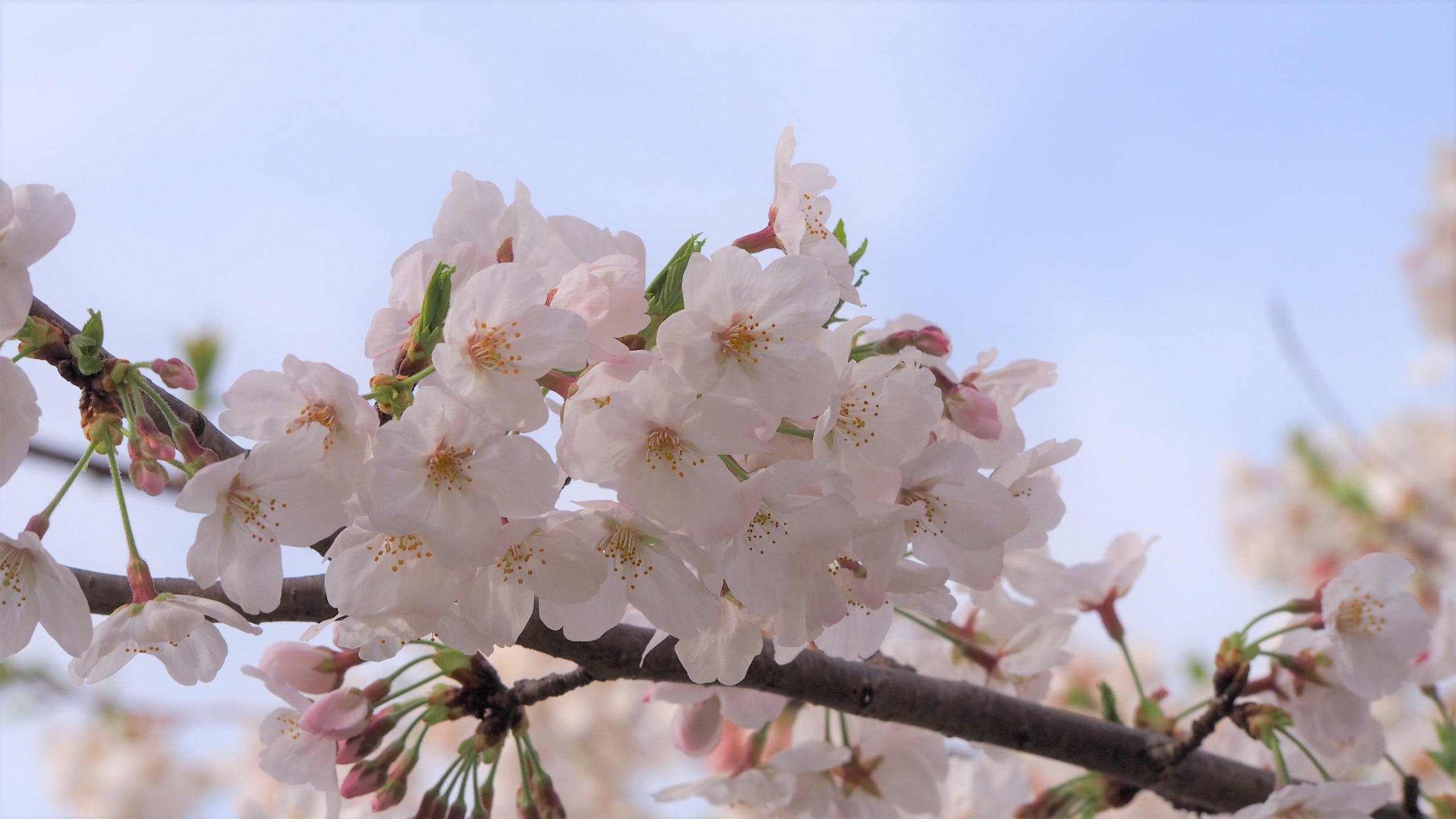 スタッフブログを更新しました！【油壺エデンの園　桜だより】