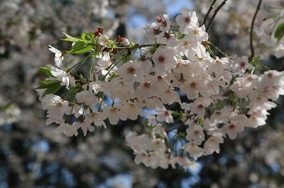 久しぶりの外出企画「お花見」