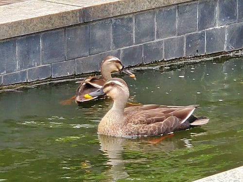 カルガモの休息