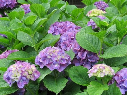 藤沢エデンの園の紫陽花