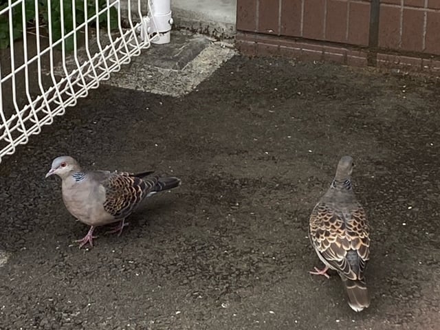 本日のお客様