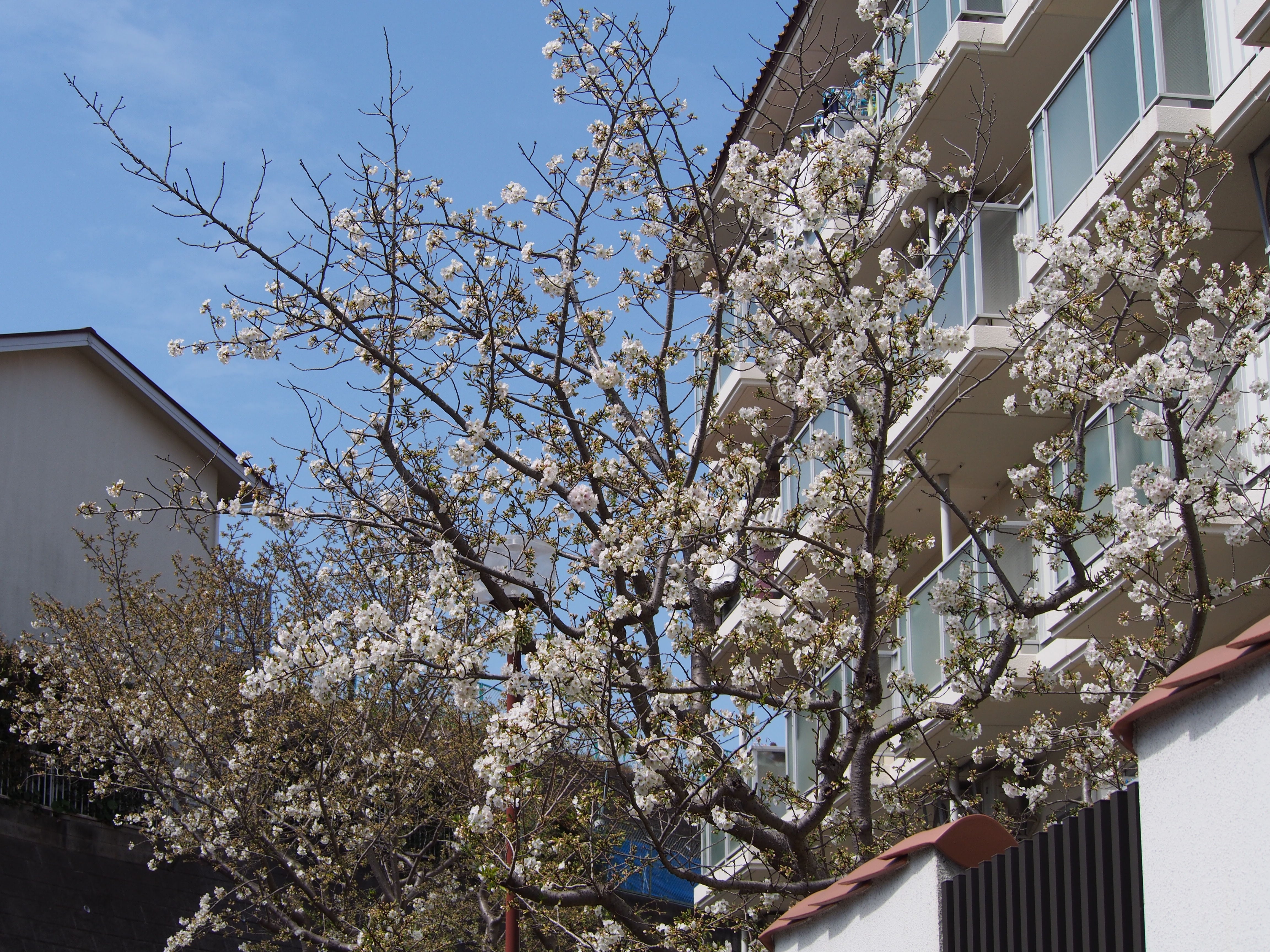 スタッフブログを更新しました！『2022 油壺エデンの園 桜コレクション』