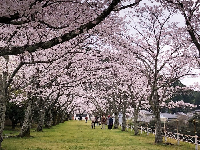 お花見企画開催♪