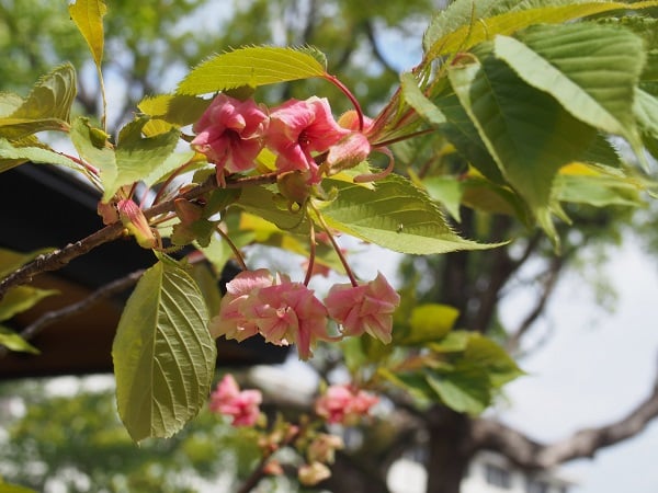 今年も御衣黄桜が咲きました！