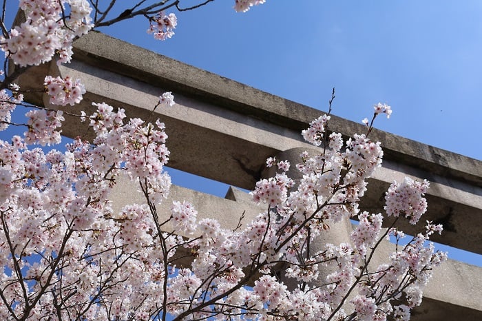 愛媛縣護國神社の桜
