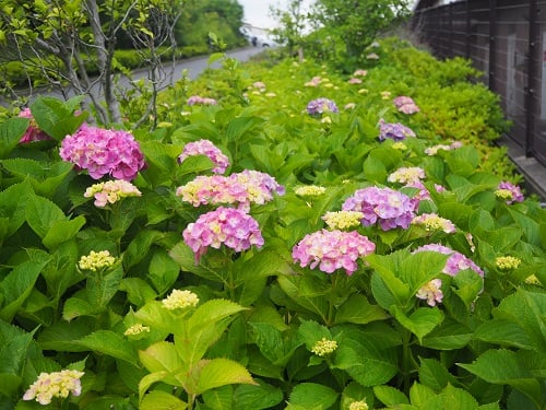 園内の紫陽花が咲き始めました♪