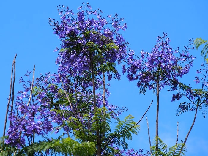 浜名湖エデンの園の風物詩、ジャカランダの花が咲きました！