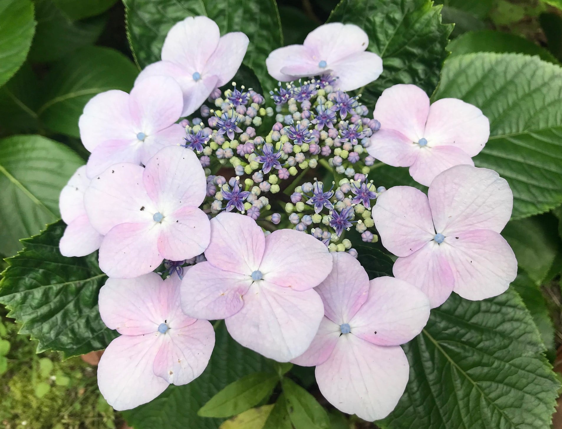 中庭での草花