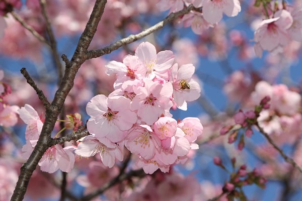 陽光桜が咲きました♪