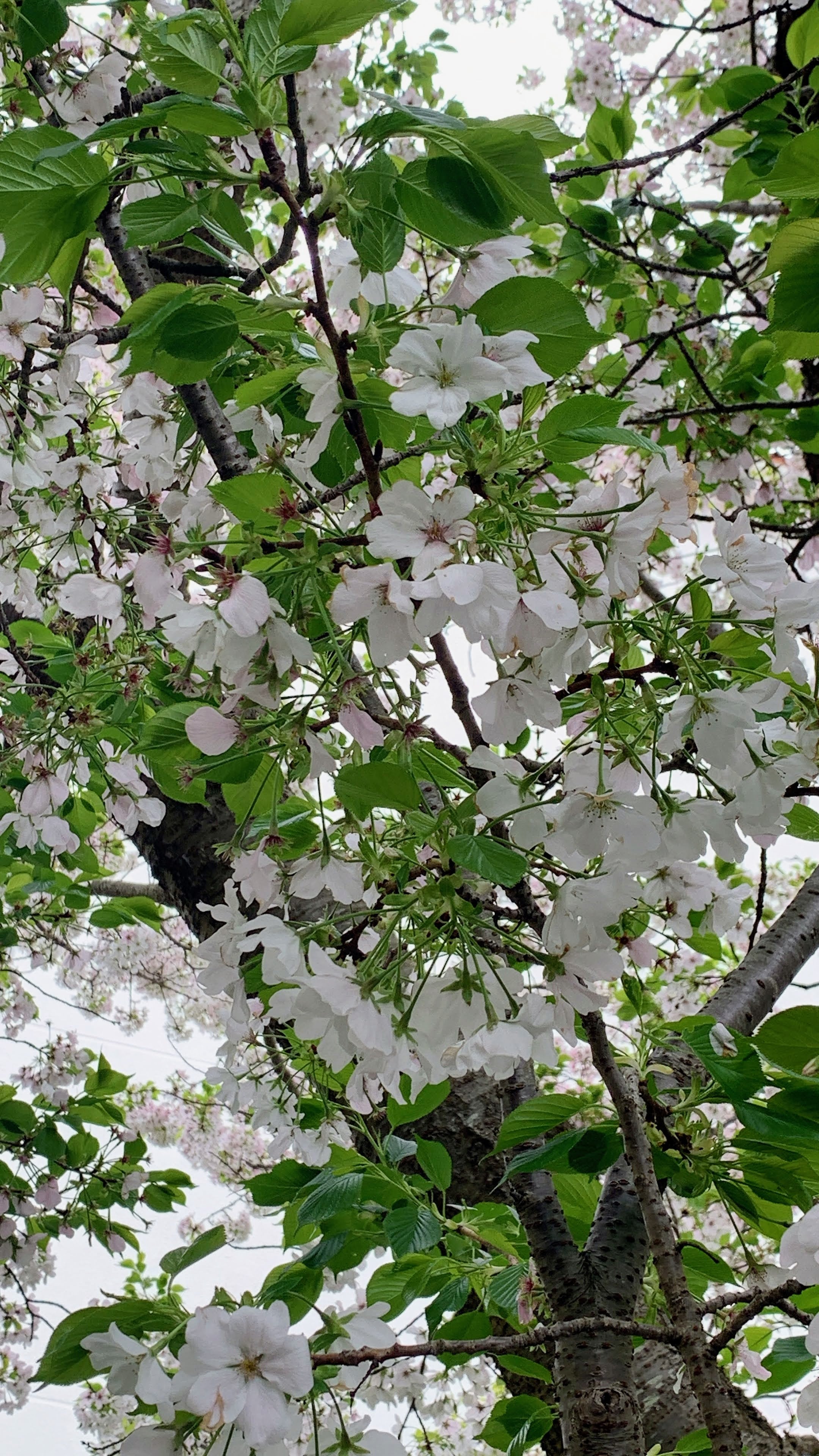 園内の桜が満開になりました！