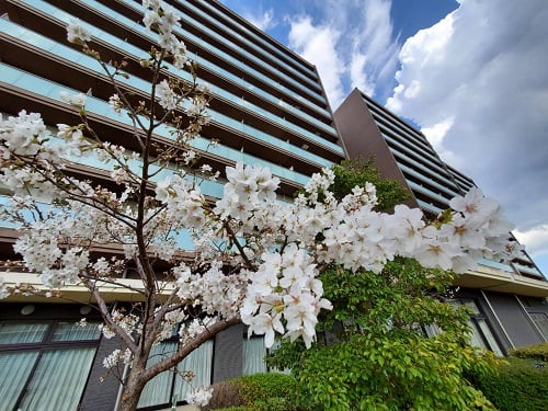 園内の桜が咲き始めました♪