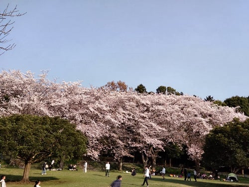 大庭城址公園の桜
