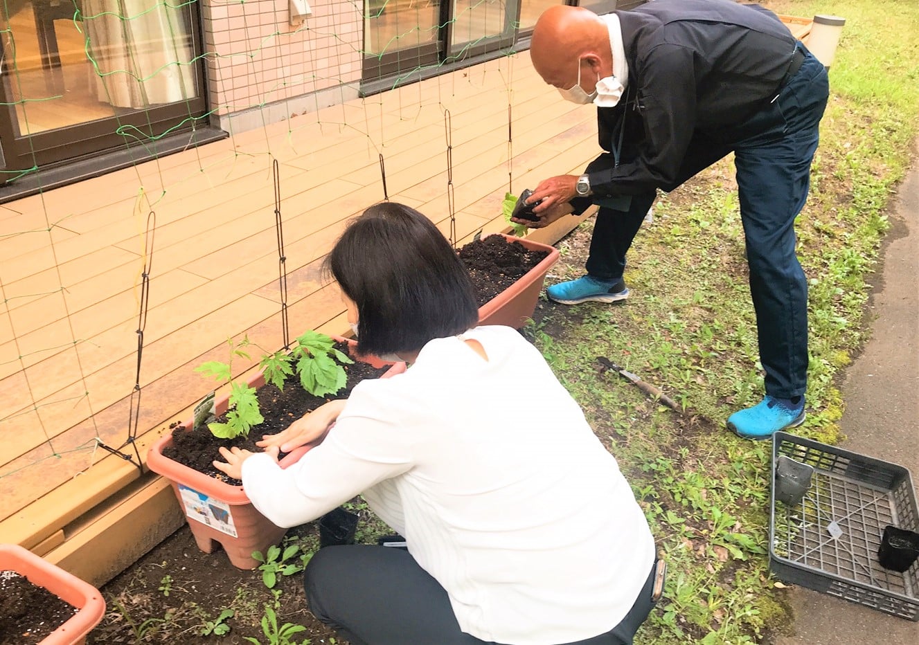 ゴーヤの苗植えを行いました