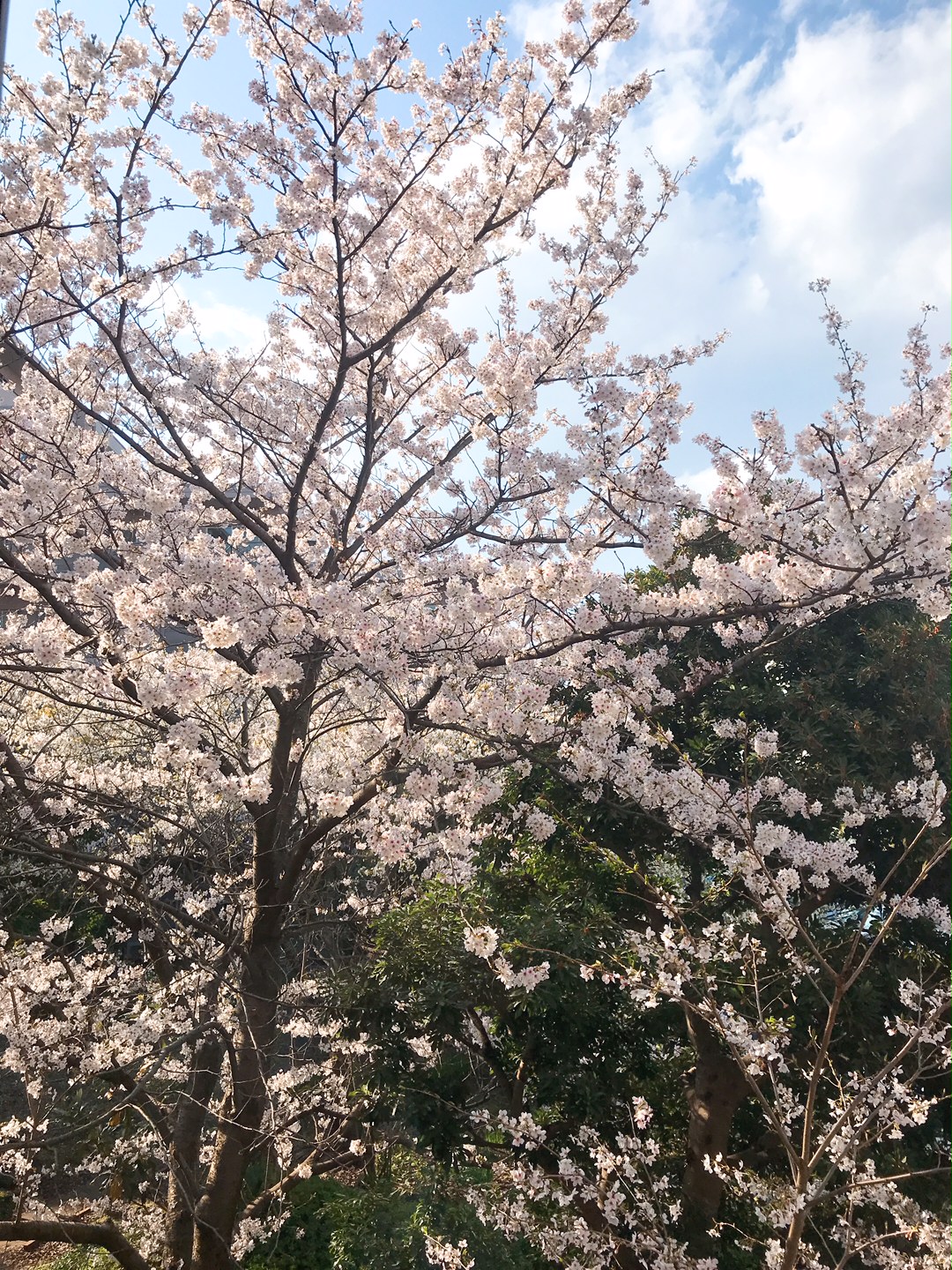 浦安エデンの園「自然画廊」～桜～