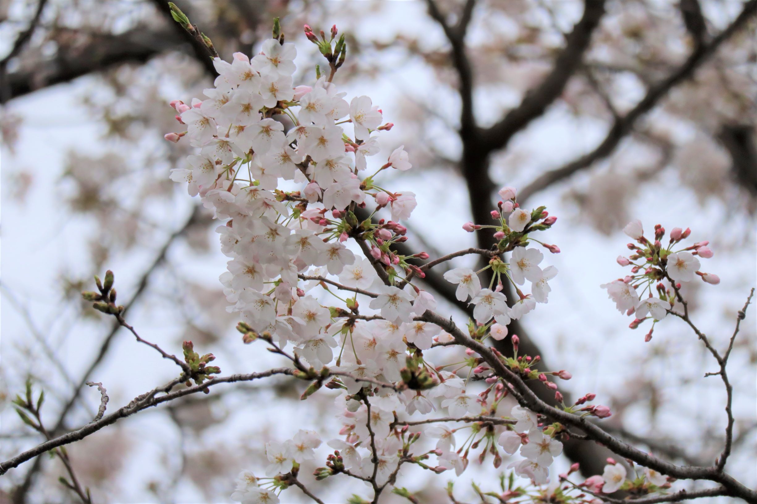 【聖隷横浜病院の桜＆動物達】