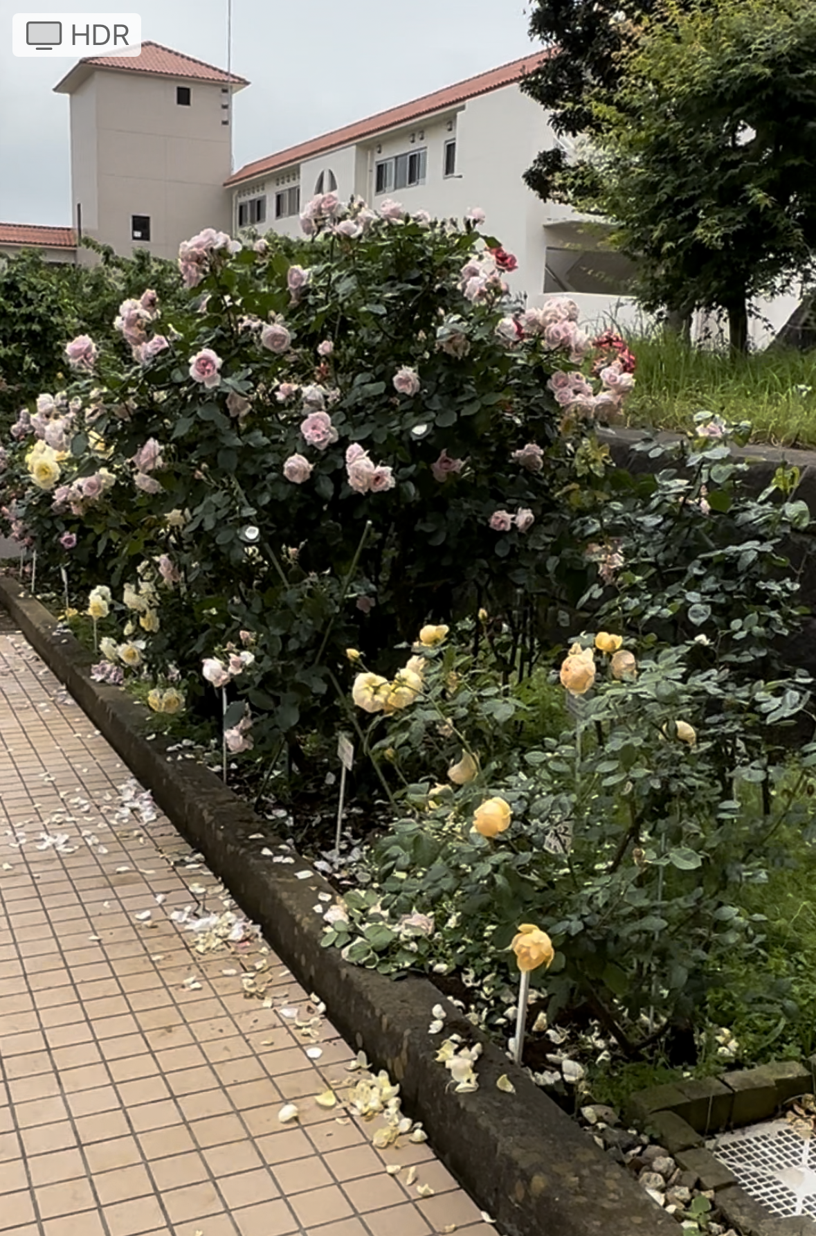園内バラ園