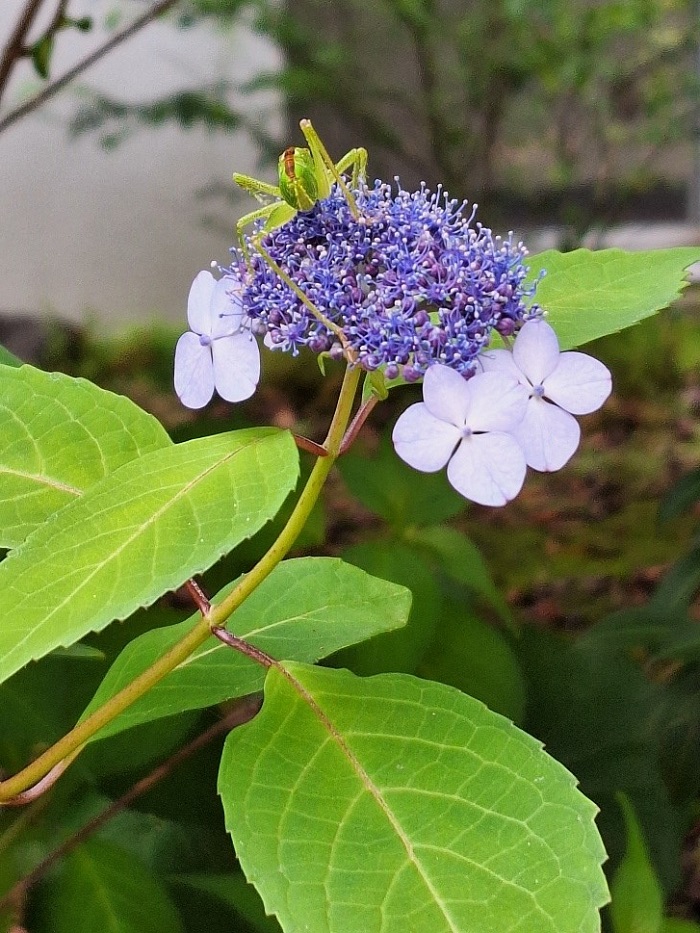 吸蜜の訪れ―中庭のガクアジサイ