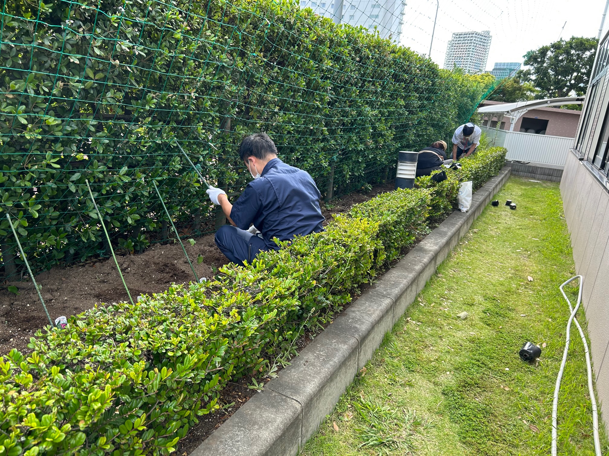 琉球朝顔の苗植えを行いました