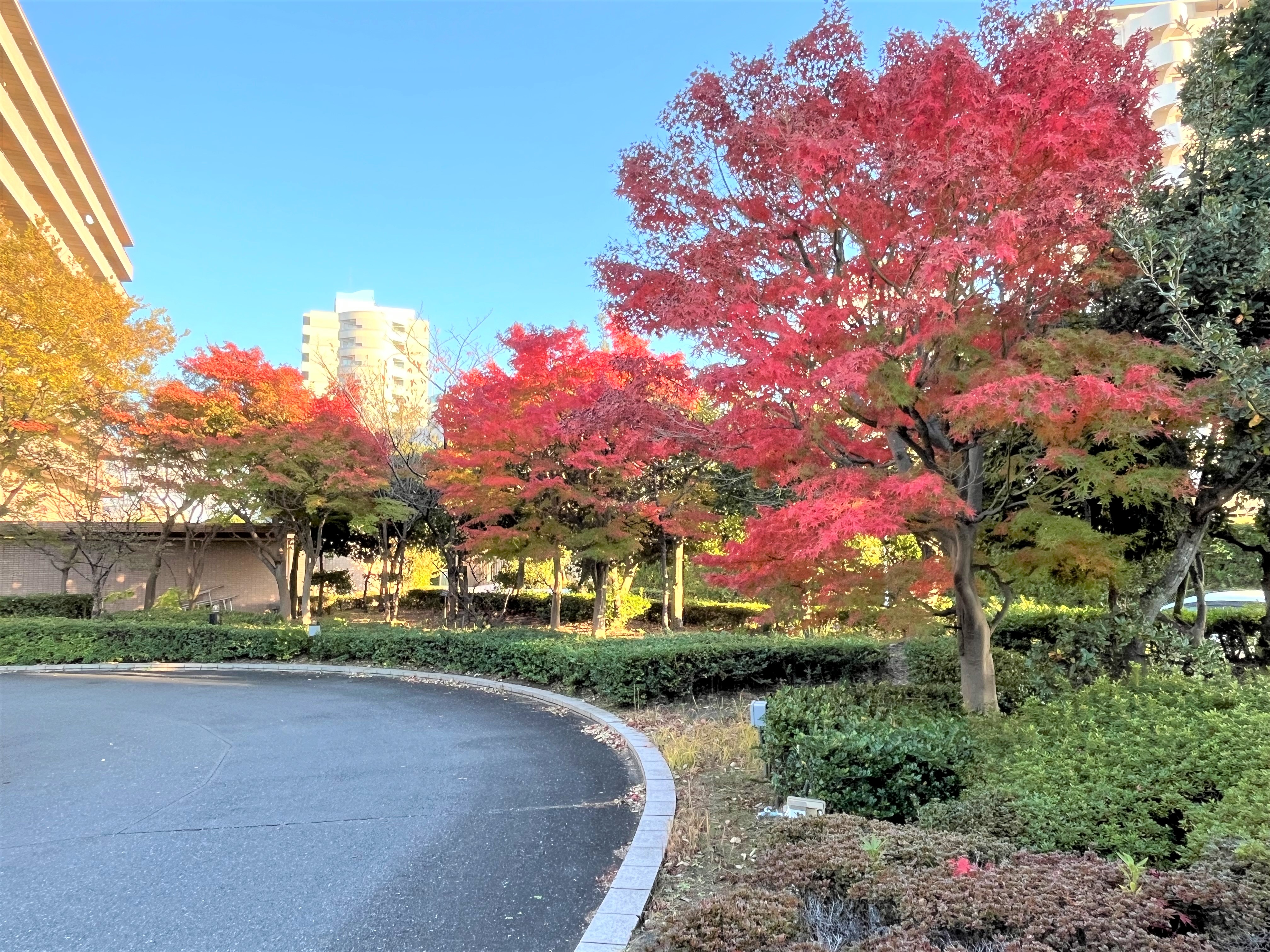 園内の紅葉