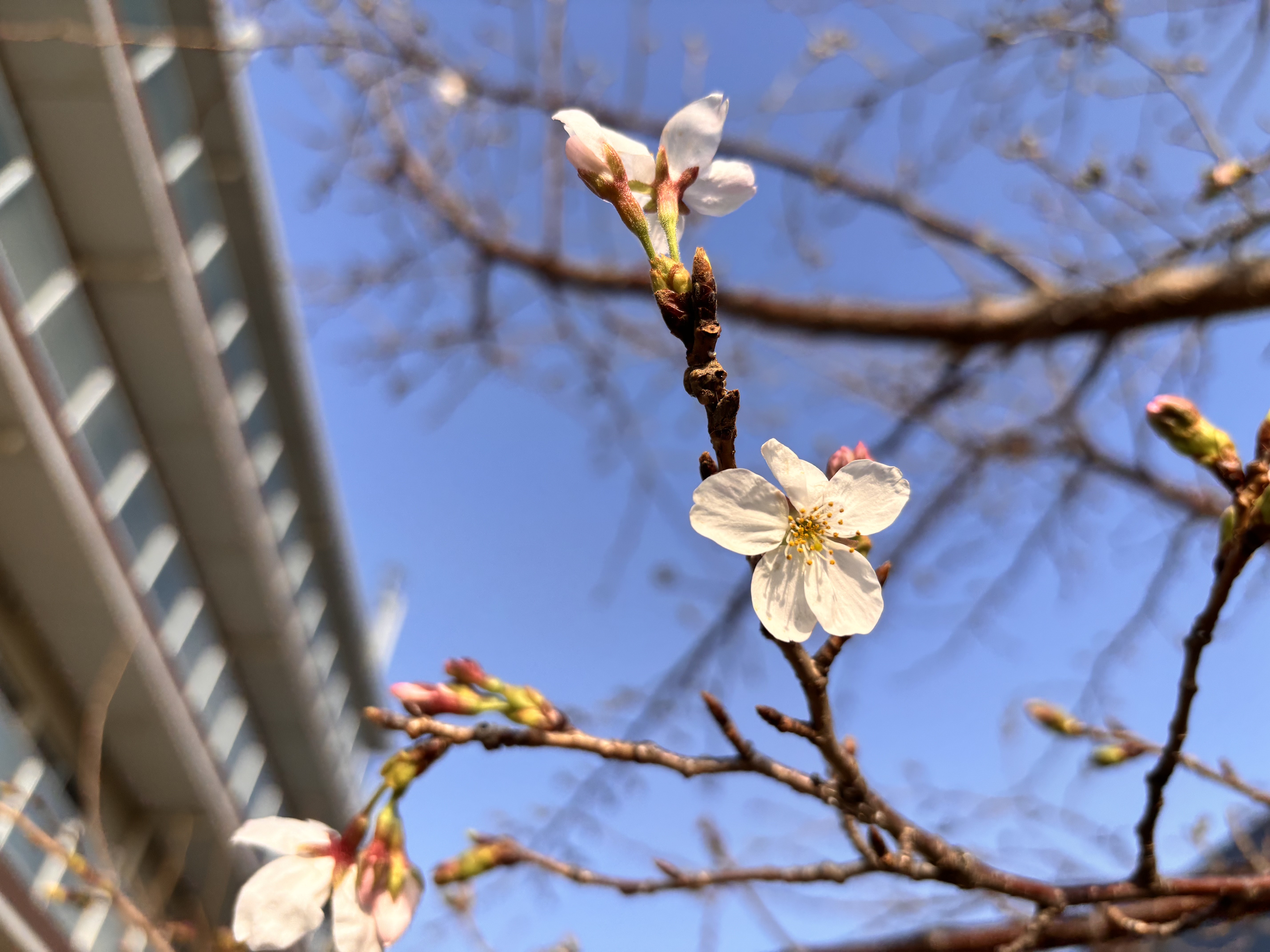 さくら開花です♪