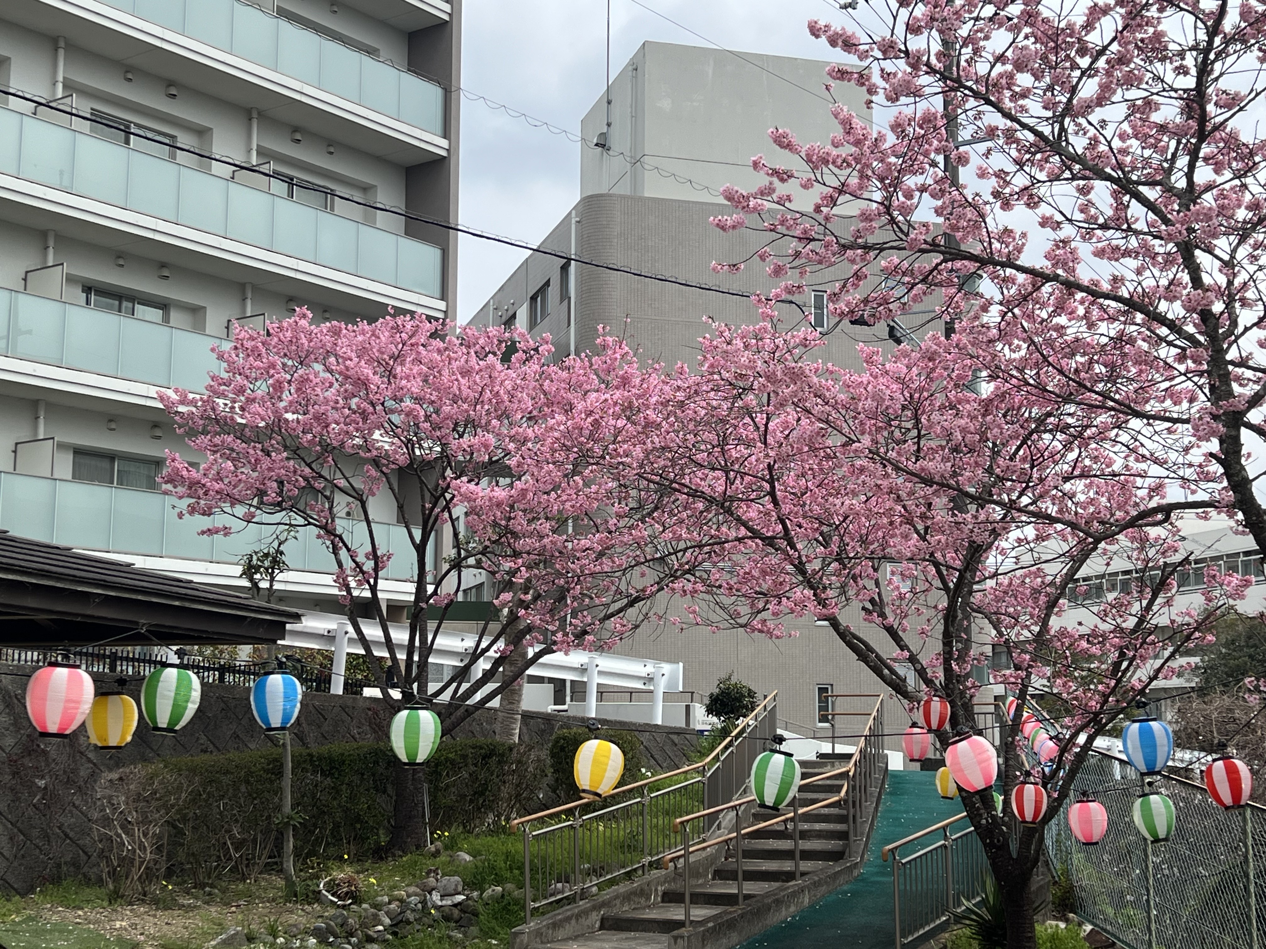 今年も見ごろを迎えました