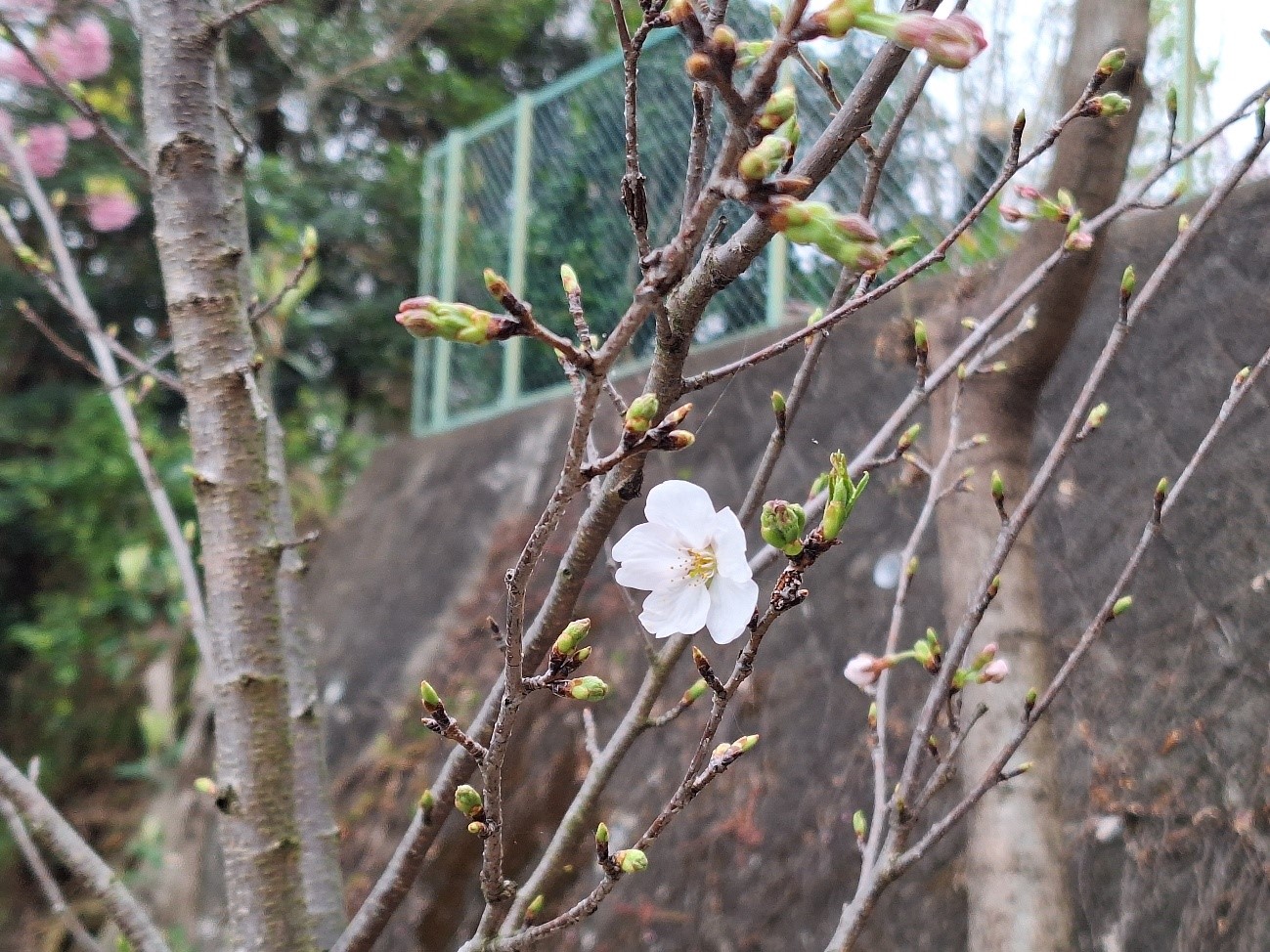 植樹の桜　開花1号