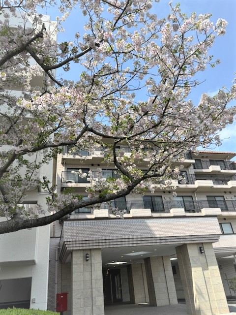 桜、満開です！