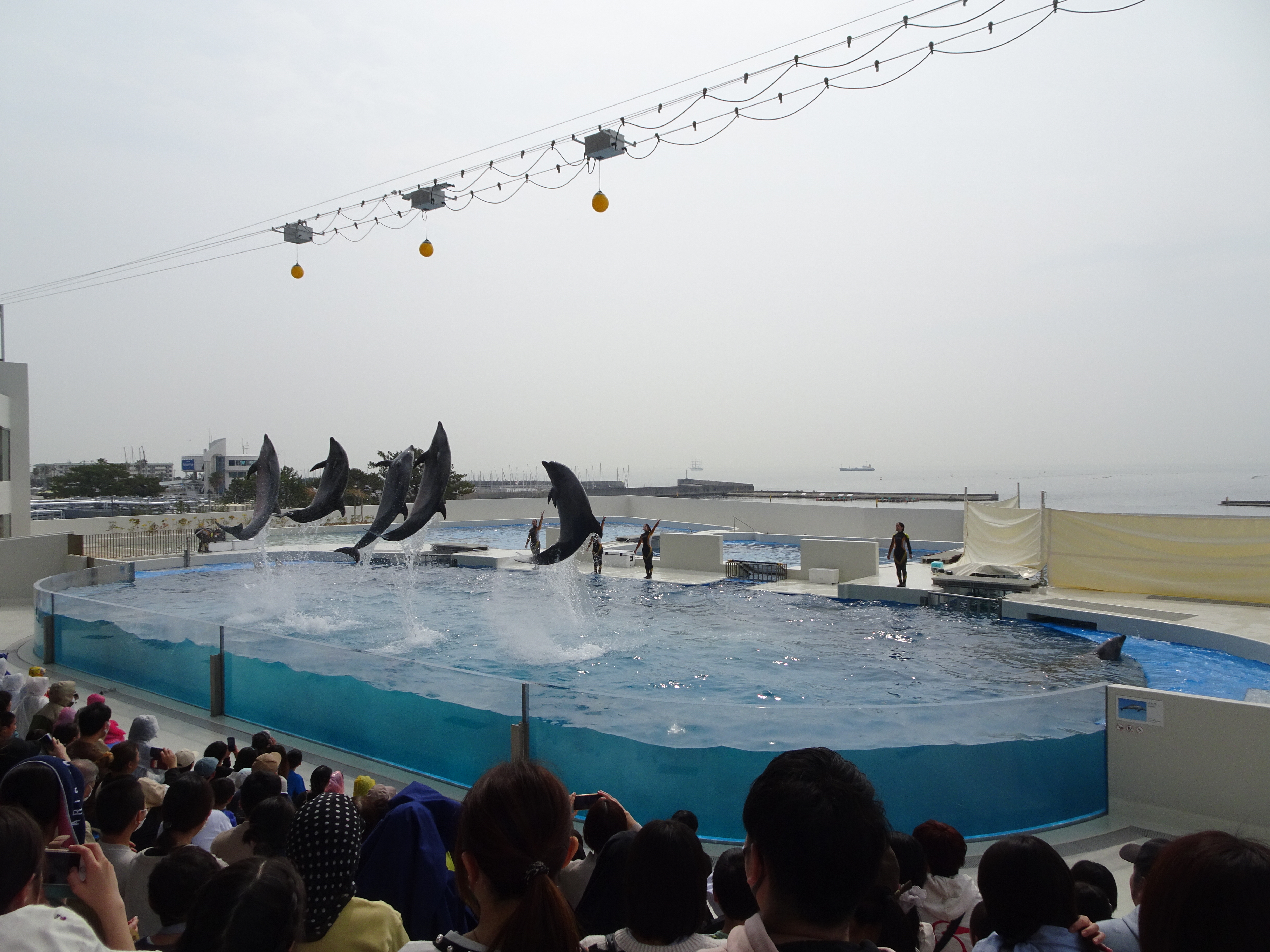 45周年記念日帰りバスツアー
～須磨シーワールドとあわじ花さじき～