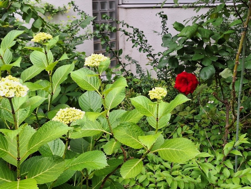 紫陽花と一輪の薔薇