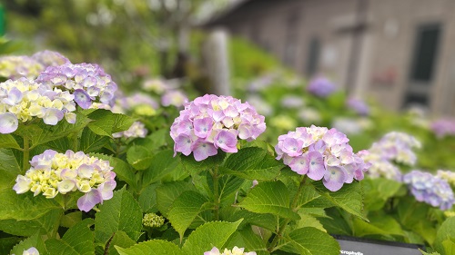 紫陽花が咲き始めました♪