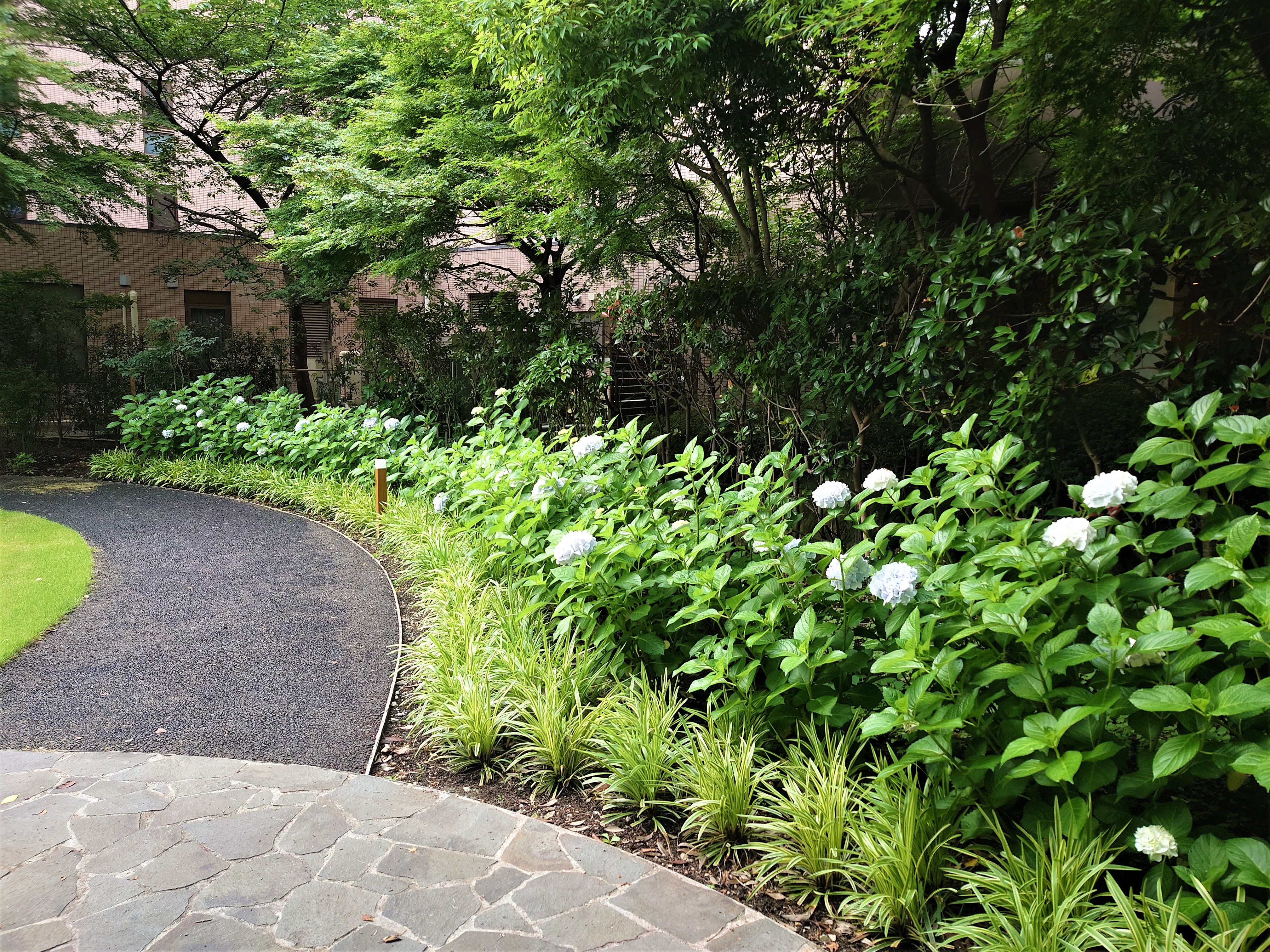 梅雨の中休み。中庭を散歩すると綺麗なあじさいが咲き始めました！