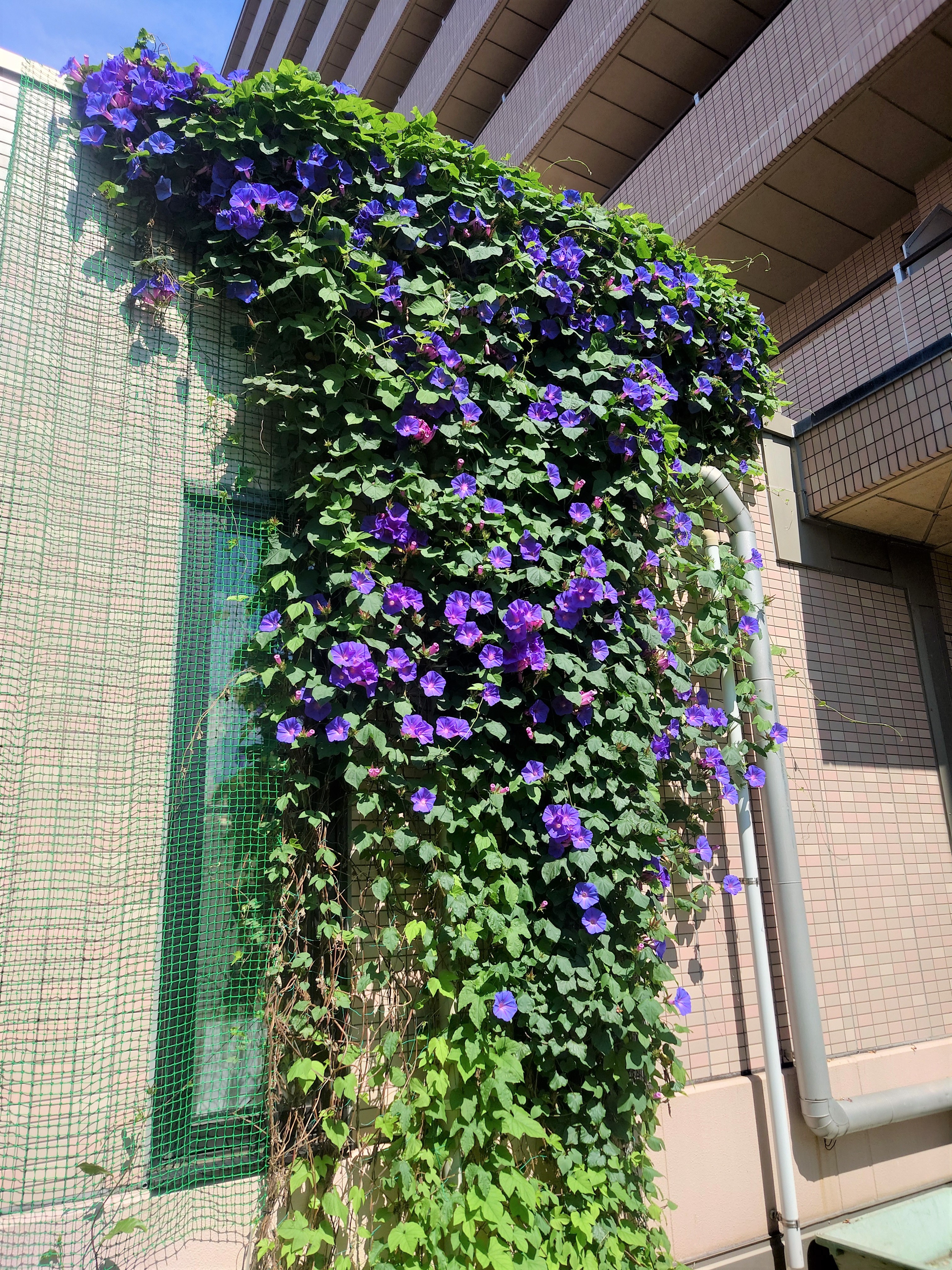 グリーンカーテン、花盛り！