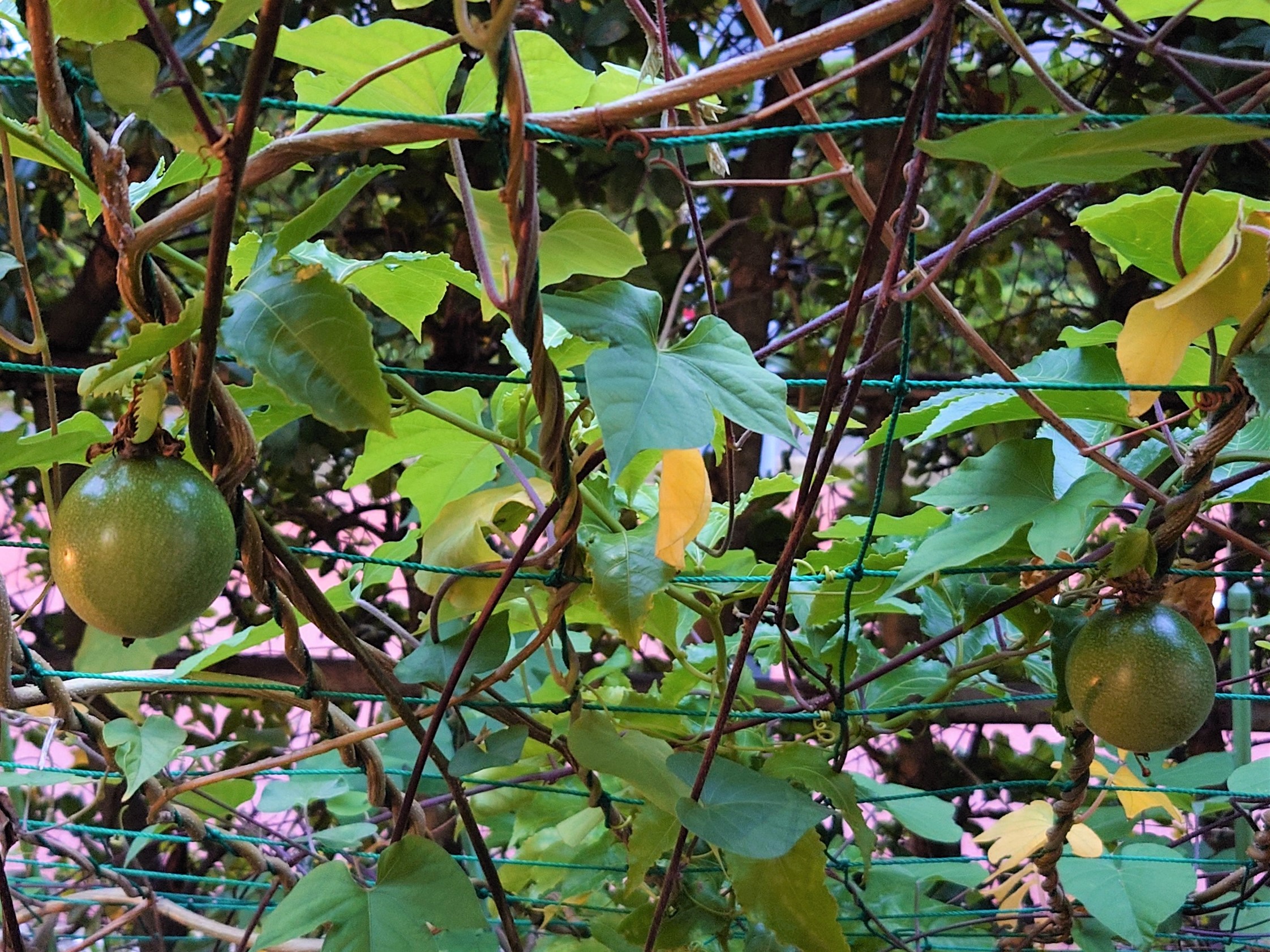 10月なのにパッションフルーツの実が2つもなりました！？