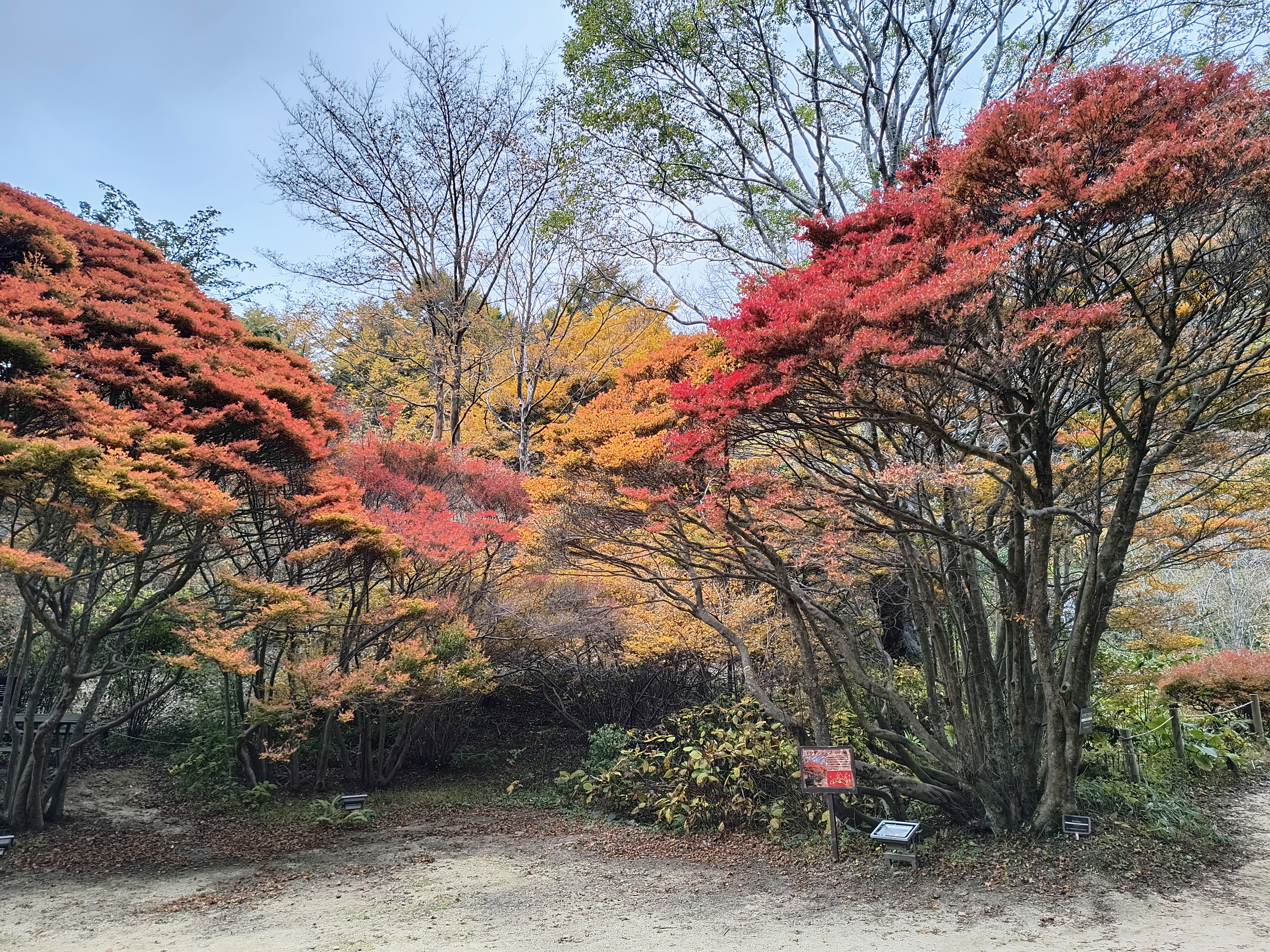 ご近所外出便～秋の六甲高山植物園～