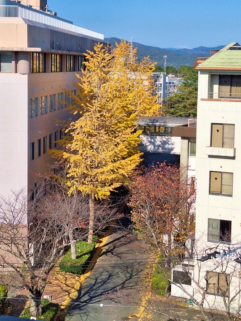 銀杏を眺める散歩道