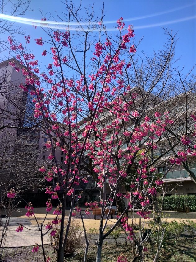 中庭のお花が咲き始めました！！