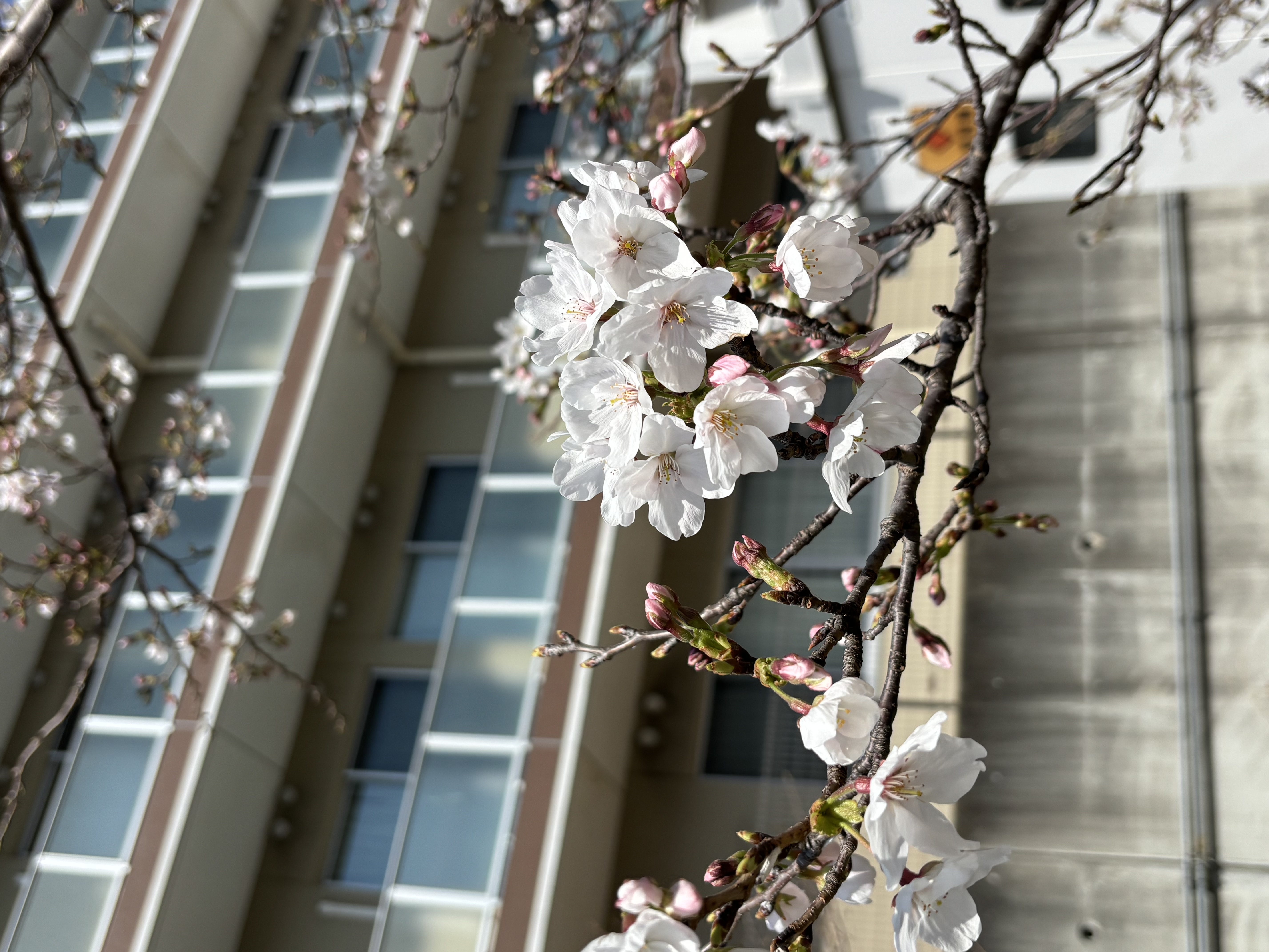 2026　さくら開花宣言です