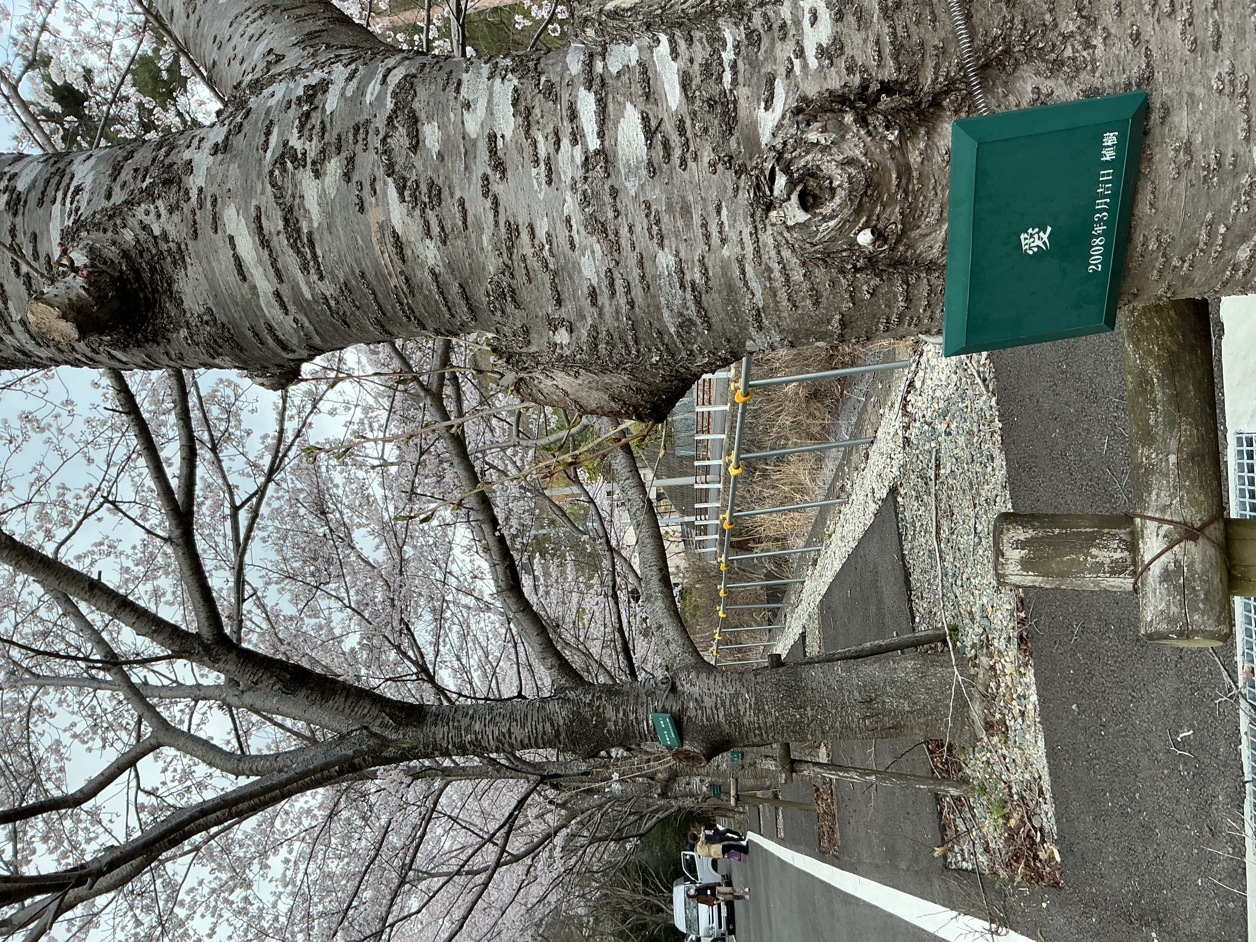 記念植樹お花見便