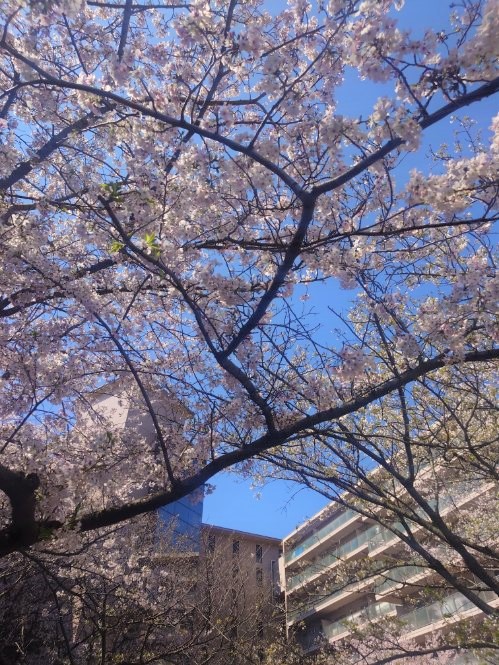 中庭の桜2026