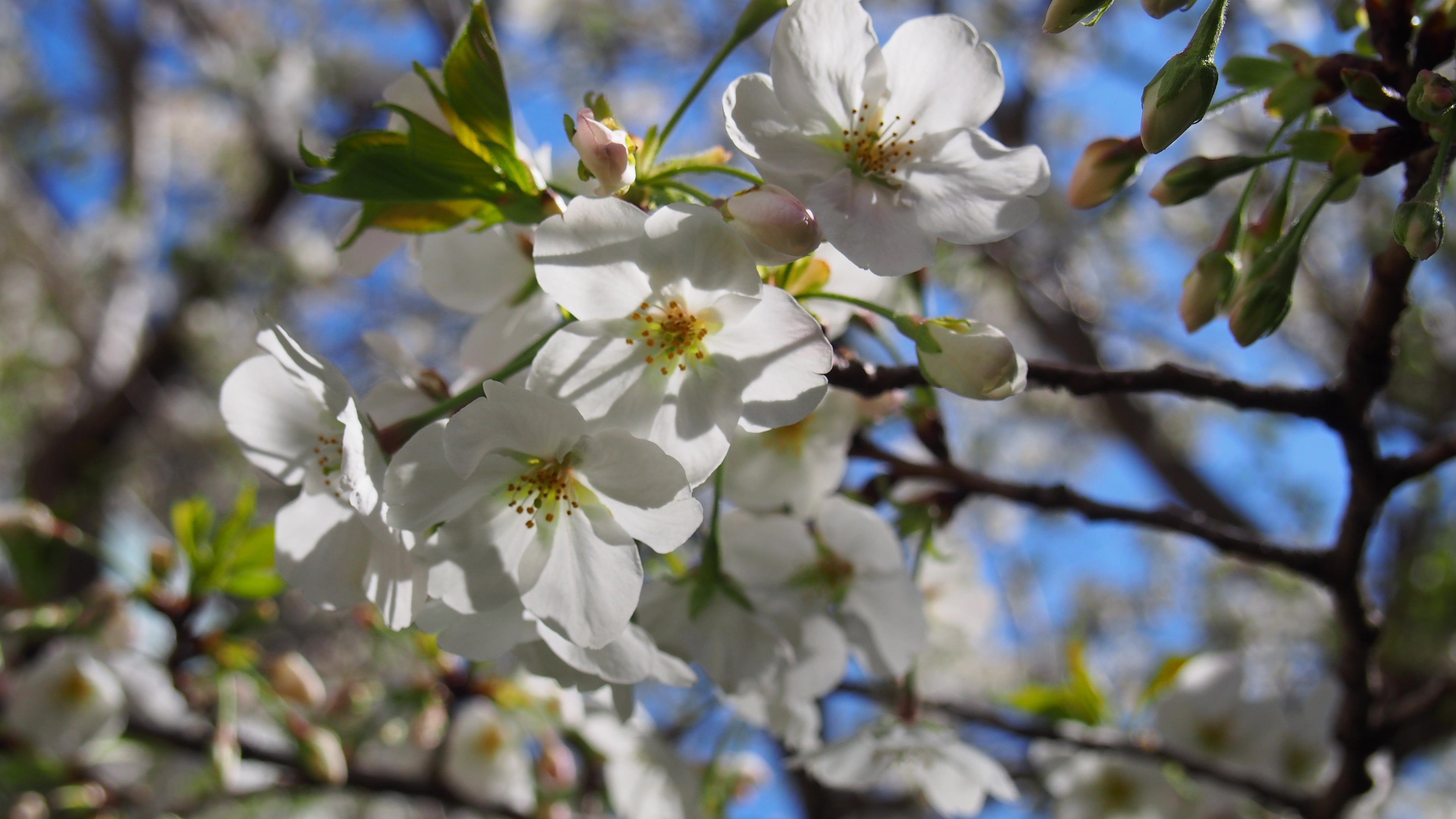 桜咲いてます！！現在、8分咲き。