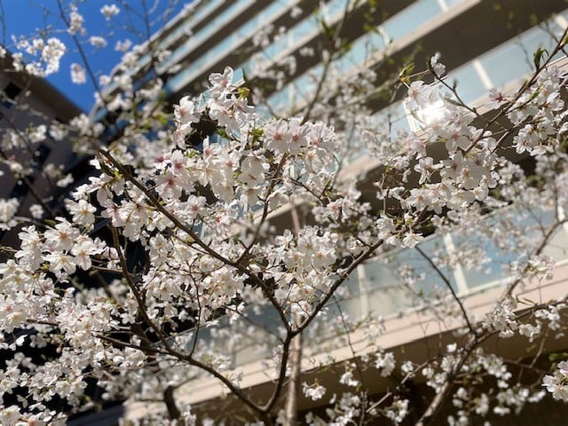 中庭の花々～桜が見頃です～