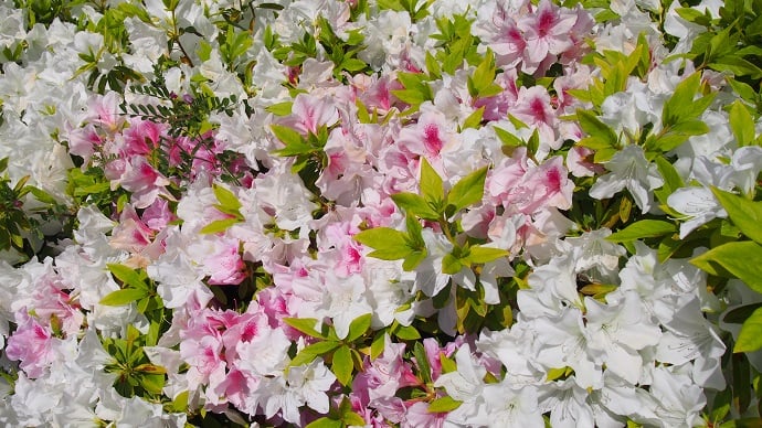 油壺エデンの園・花便り　②