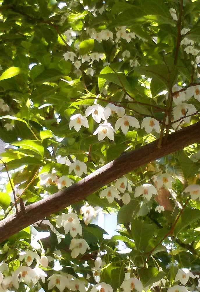 油壺エデンの園・花便り　④