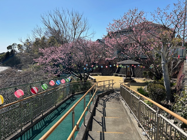 三角公園の陽光桜が開花～提灯で気分を盛り上げて♪～