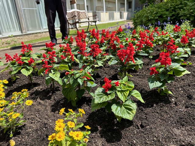 園芸ボランティアで花の植え替えを行いました